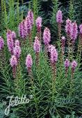 Liatris spicata